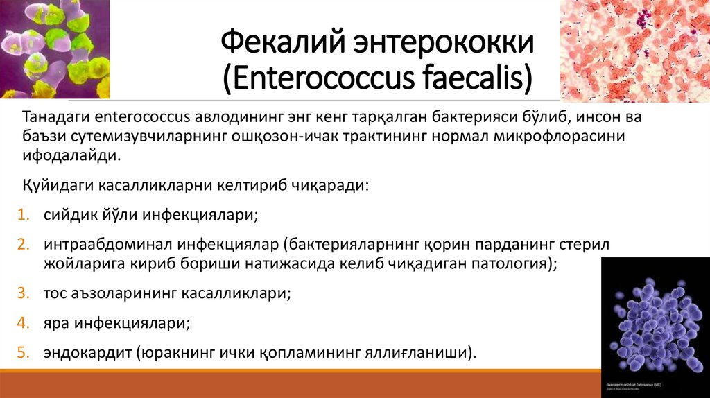 Фекалий энтерококки (Enterococcus faecalis)