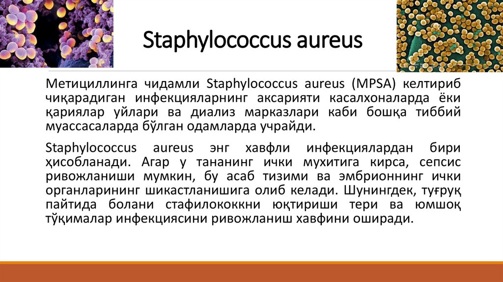 Staphylococcus aureus