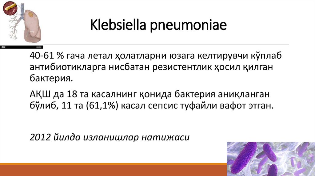 Klebsiella pneumoniae