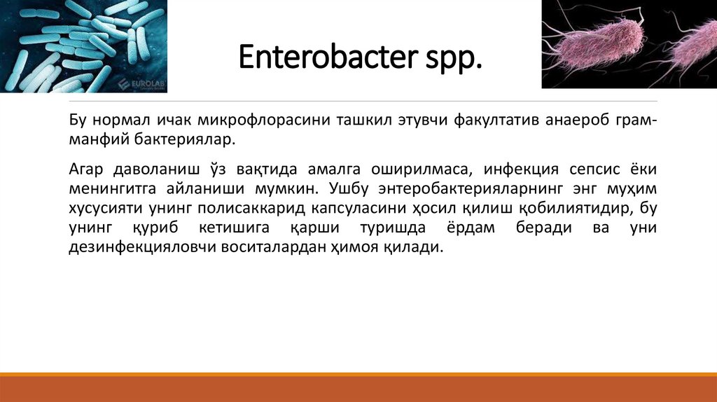 Еnterobacter spp.