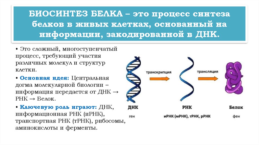 БИОСИНТЕЗ БЕЛКА – это процесс синтеза белков в живых клетках, основанный на информации, закодированной в ДНК.