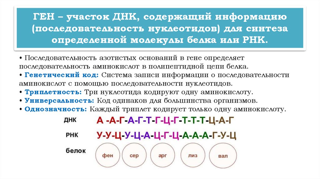 ГЕН – участок ДНК, содержащий информацию (последовательность нуклеотидов) для синтеза определенной молекулы белка или РНК.