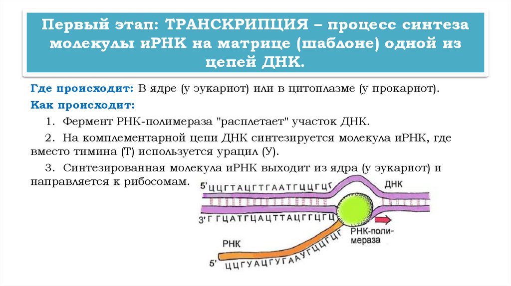 Первый этап: ТРАНСКРИПЦИЯ – процесс синтеза молекулы иРНК на матрице (шаблоне) одной из цепей ДНК.