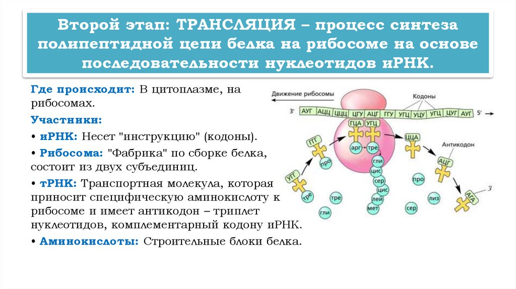 Второй этап: ТРАНСЛЯЦИЯ – процесс синтеза полипептидной цепи белка на рибосоме на основе последовательности нуклеотидов иРНК.