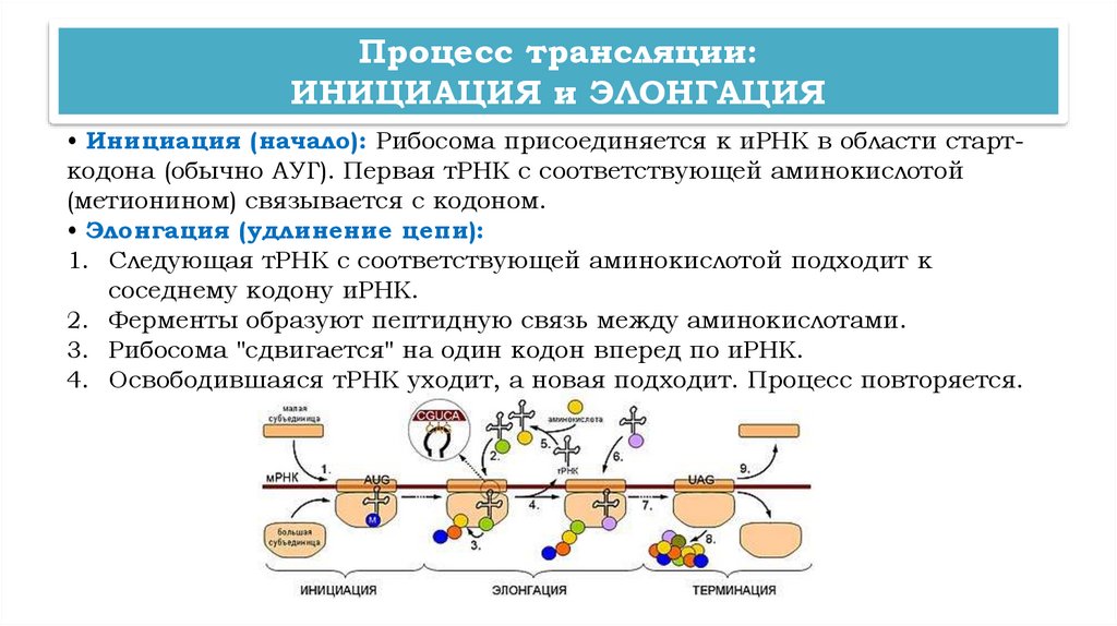 Процесс трансляции: ИНИЦИАЦИЯ и ЭЛОНГАЦИЯ