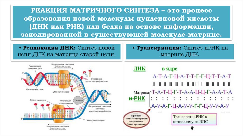 РЕАКЦИЯ МАТРИЧНОГО СИНТЕЗА – это процесс образования новой молекулы нуклеиновой кислоты (ДНК или РНК) или белка на основе