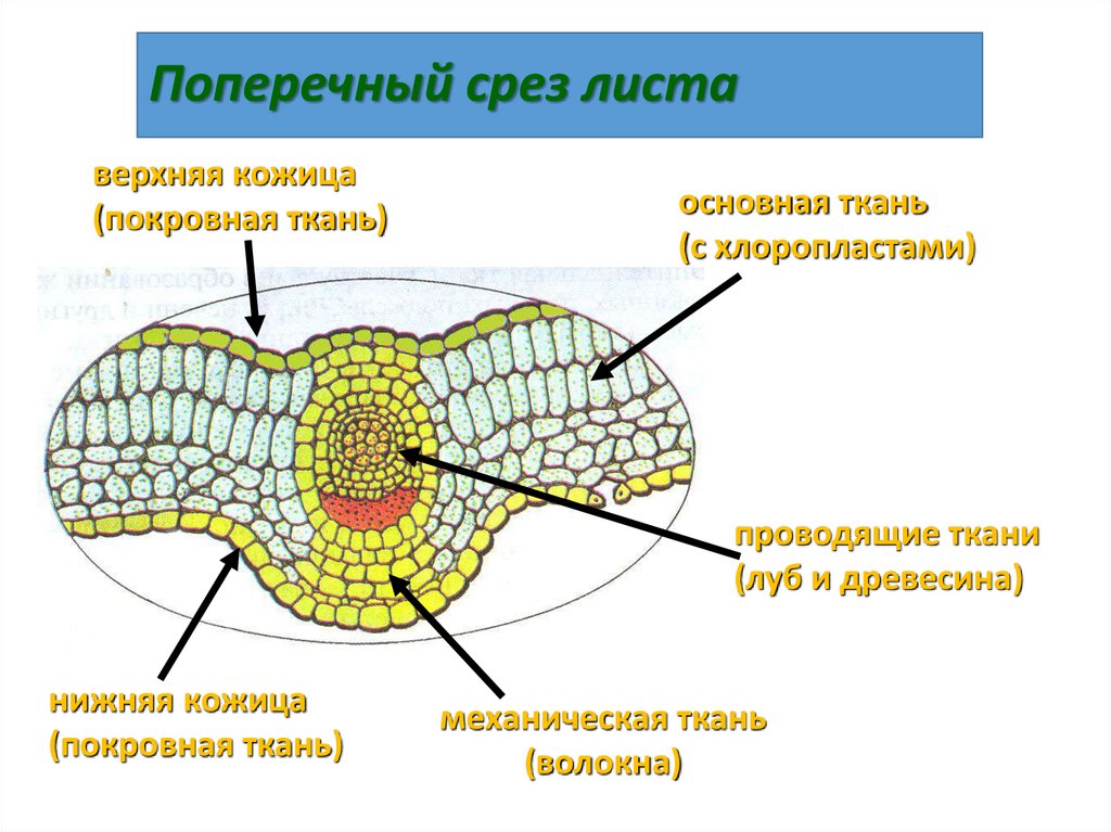 Поперечный срез листа
