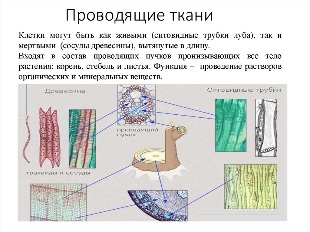 Проводящие ткани
