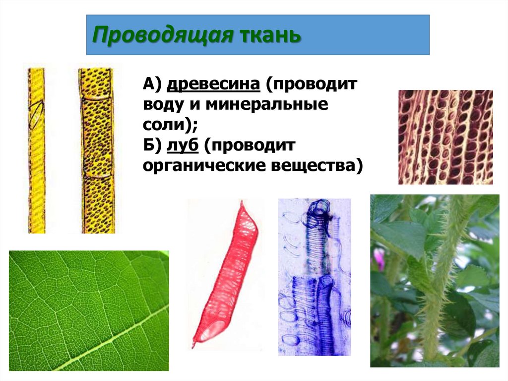 Проводящая ткань