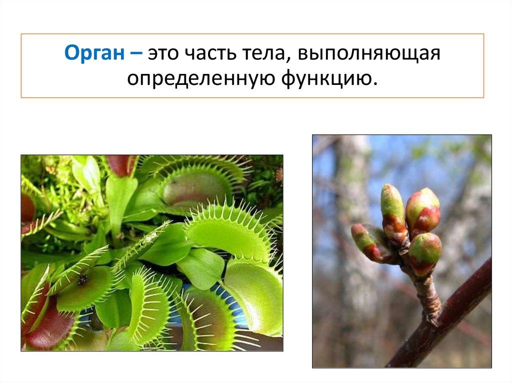 Орган – это часть тела, выполняющая определенную функцию.