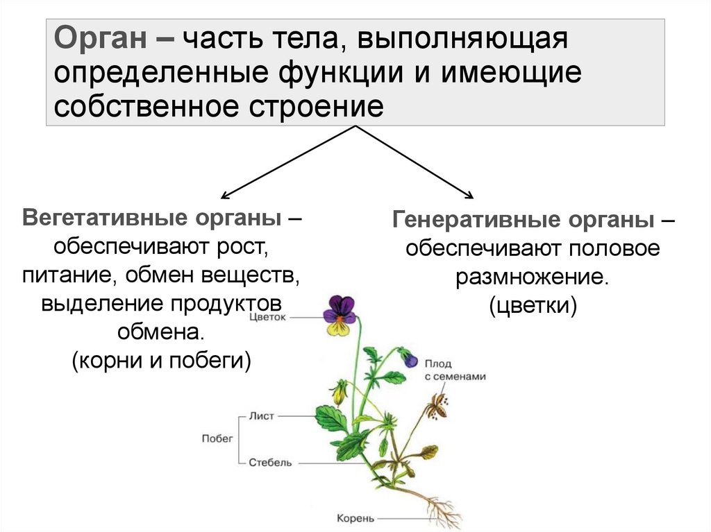 Орган – часть тела, выполняющая определенные функции и имеющие собственное строение