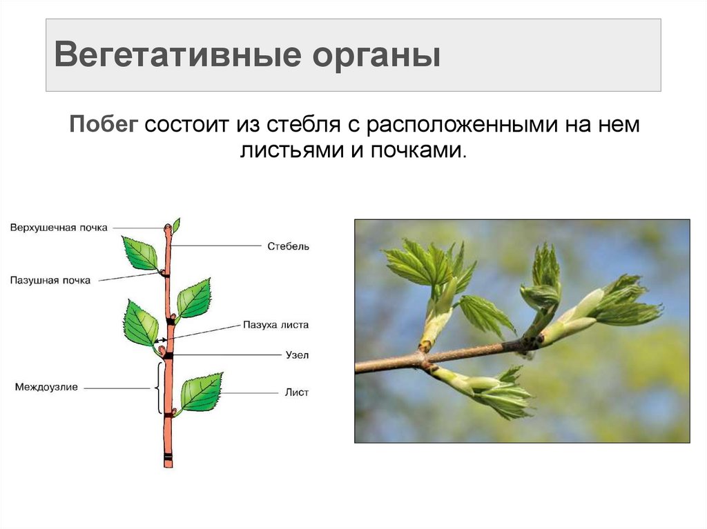 Вегетативные органы