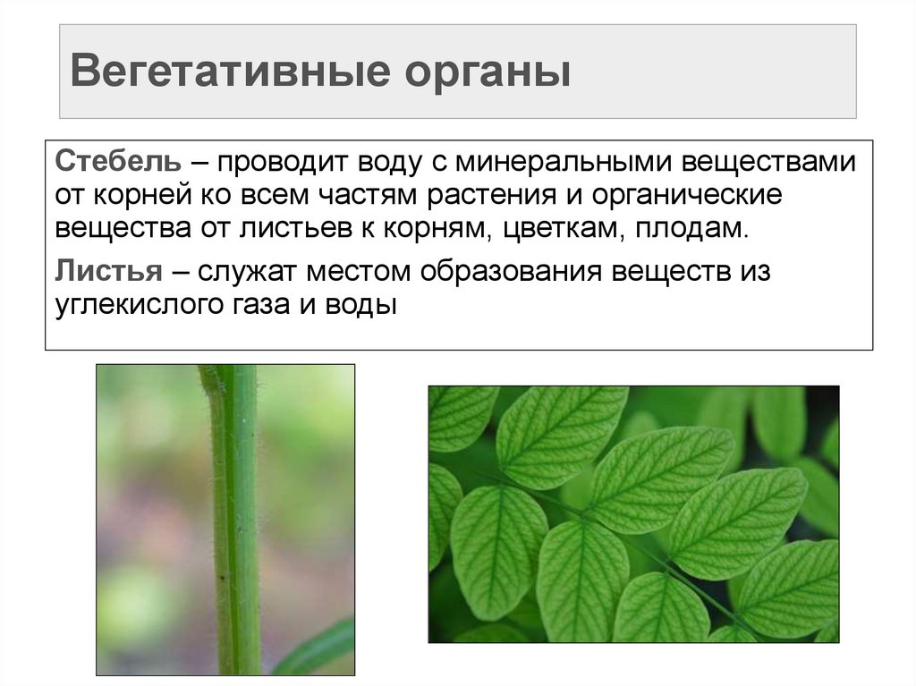 Вегетативные органы