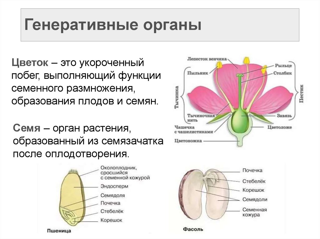 Генеративные органы