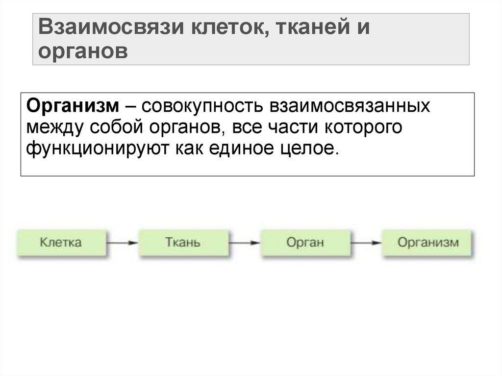 Взаимосвязи клеток, тканей и органов