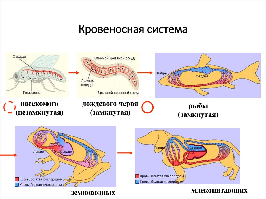Кровеносная система