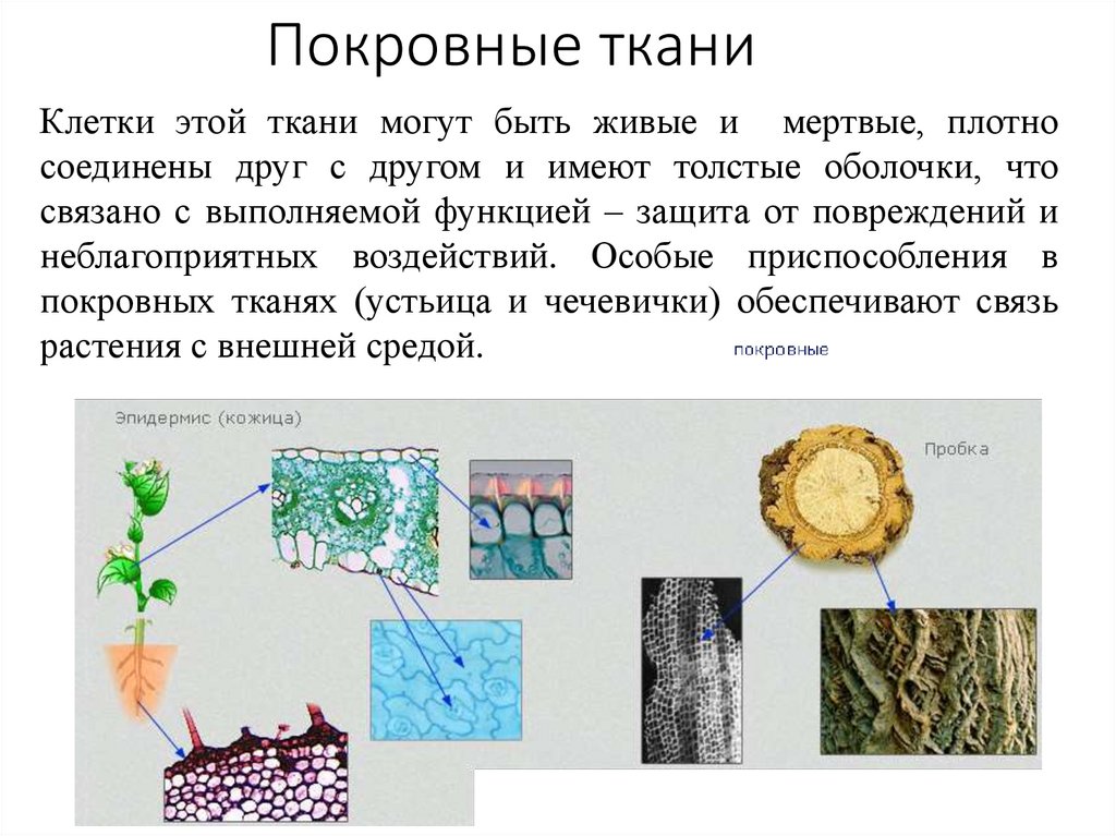 Покровные ткани