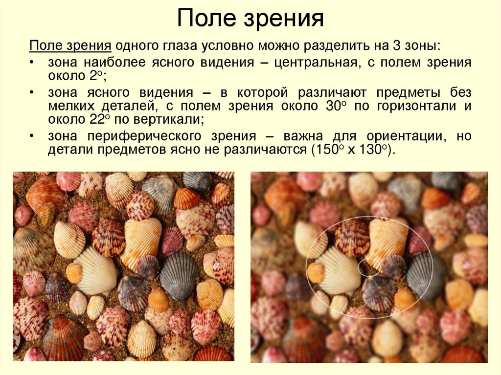 Поле зрения