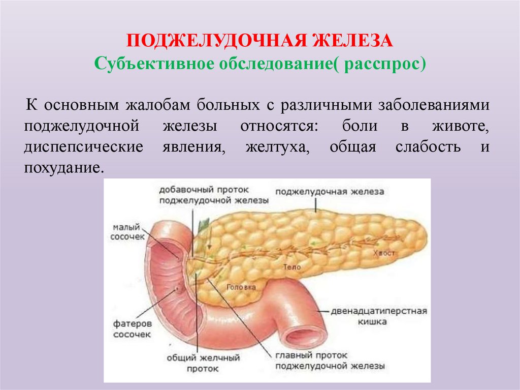 ПОДЖЕЛУДОЧНАЯ ЖЕЛЕЗА Субъективное обследование( расспрос)