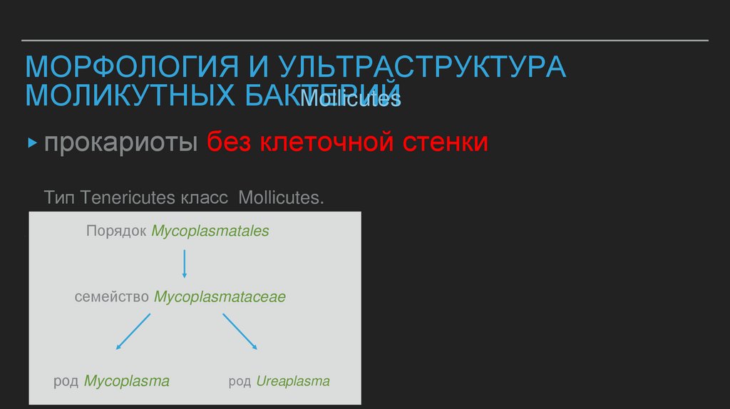 Морфология и ультраструктура моликутных бактерий