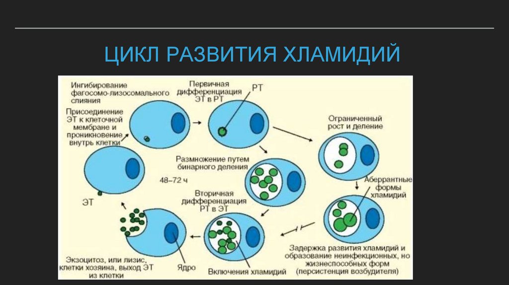 Цикл развития хламидий