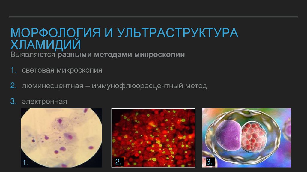 Морфология и ультраструктура хламидий