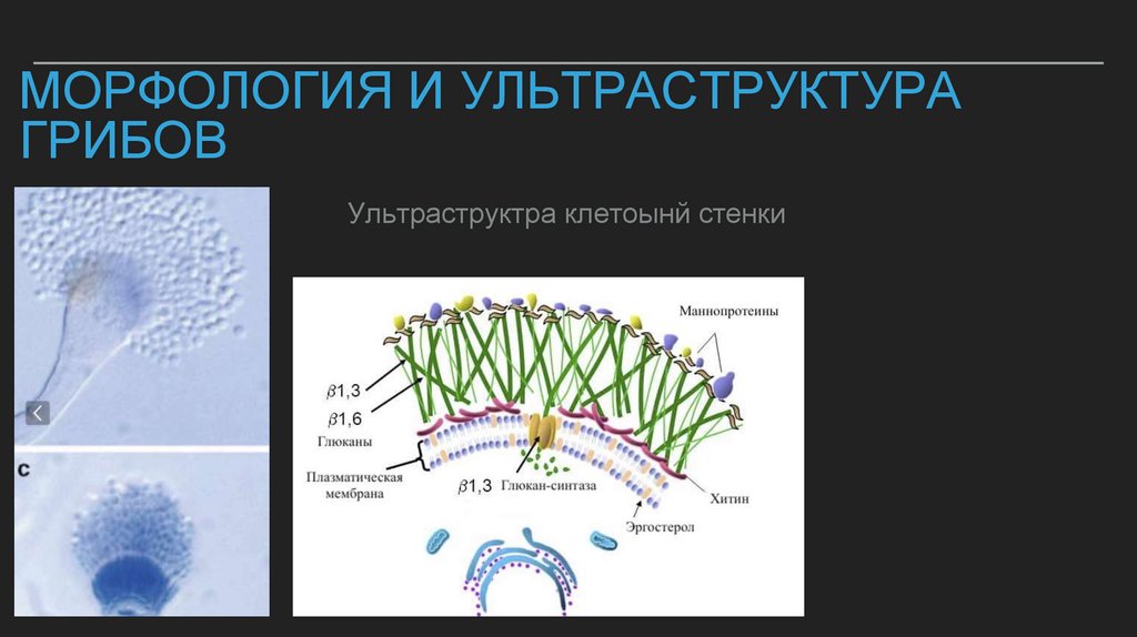 Морфология и ультраструктура грибов