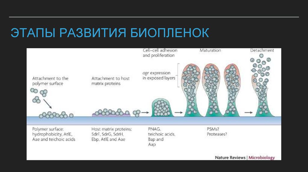 Этапы развития биопленок