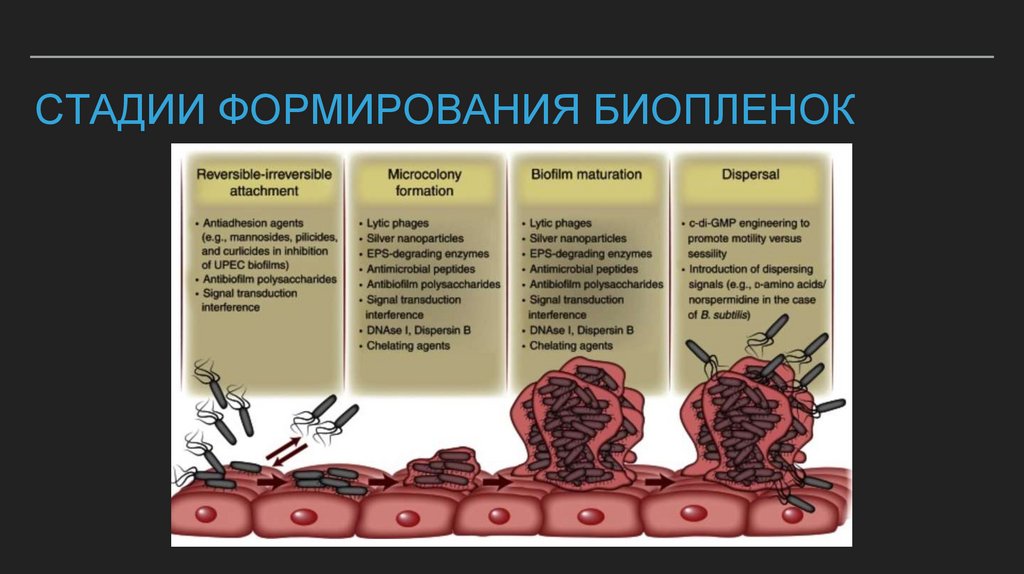 Стадии формирования биопленок