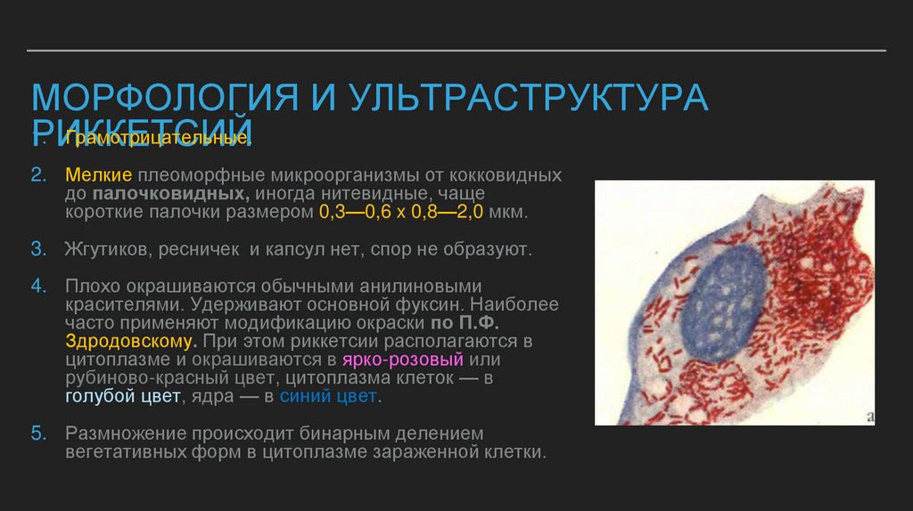 Морфология и ультраструктура риккетсий