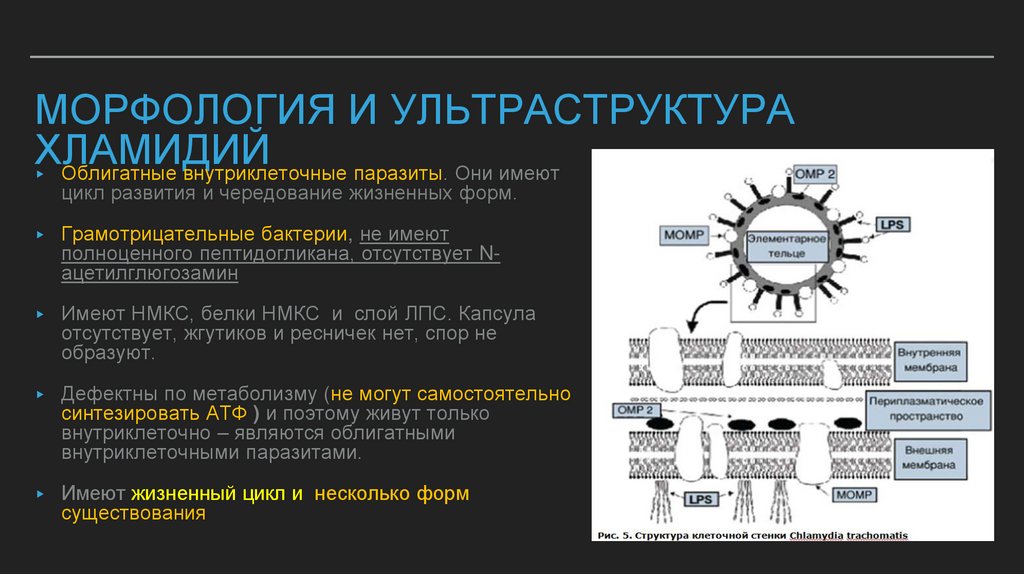 Морфология и ультраструктура хламидий