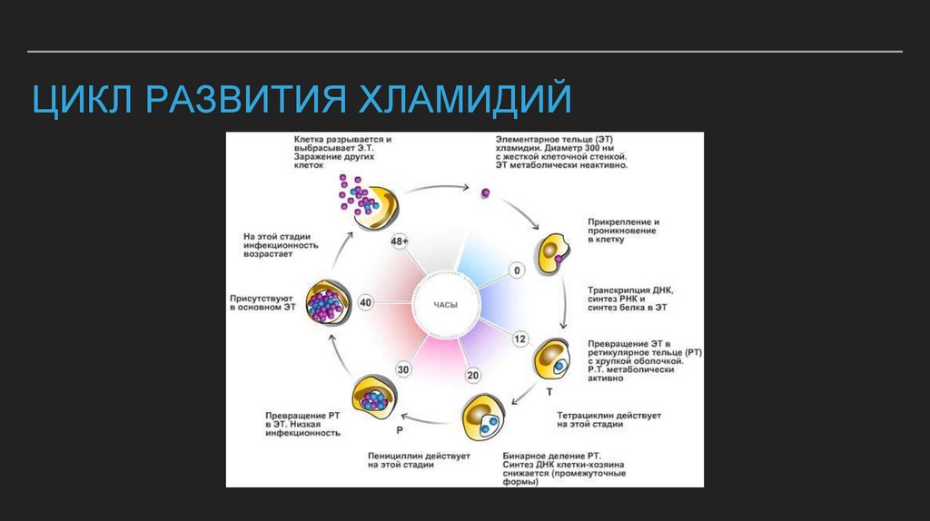 Цикл развития хламидий