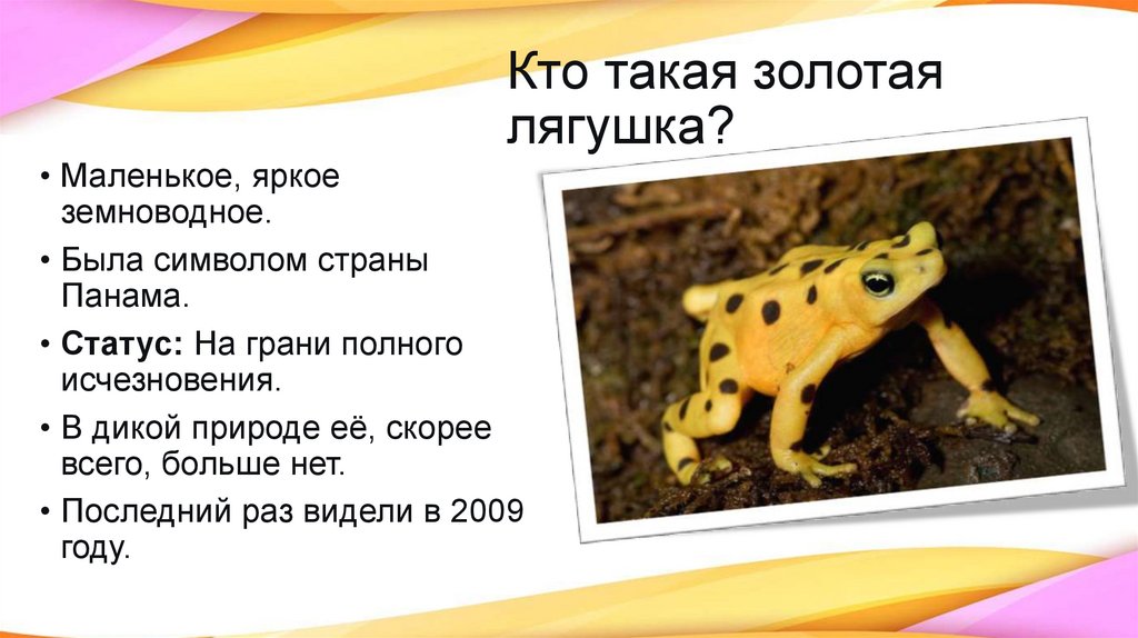Кто такая золотая лягушка?