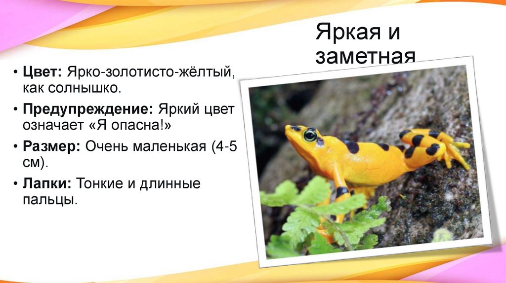 Яркая и заметная