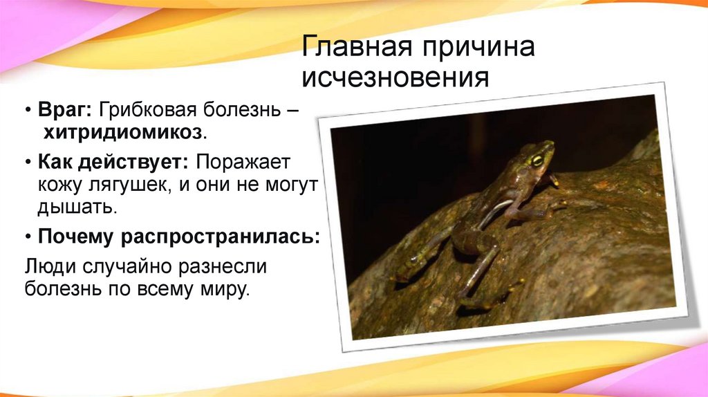 Главная причина исчезновения