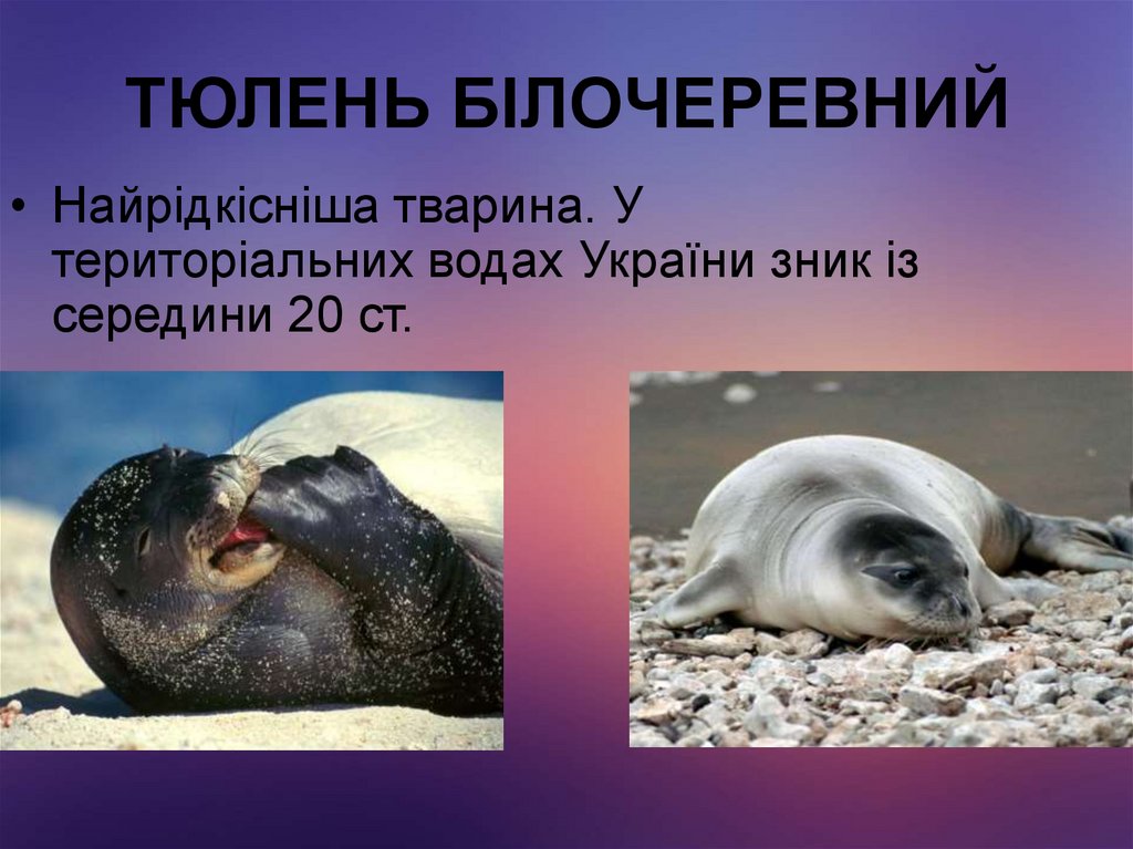 ТЮЛЕНЬ БІЛОЧЕРЕВНИЙ