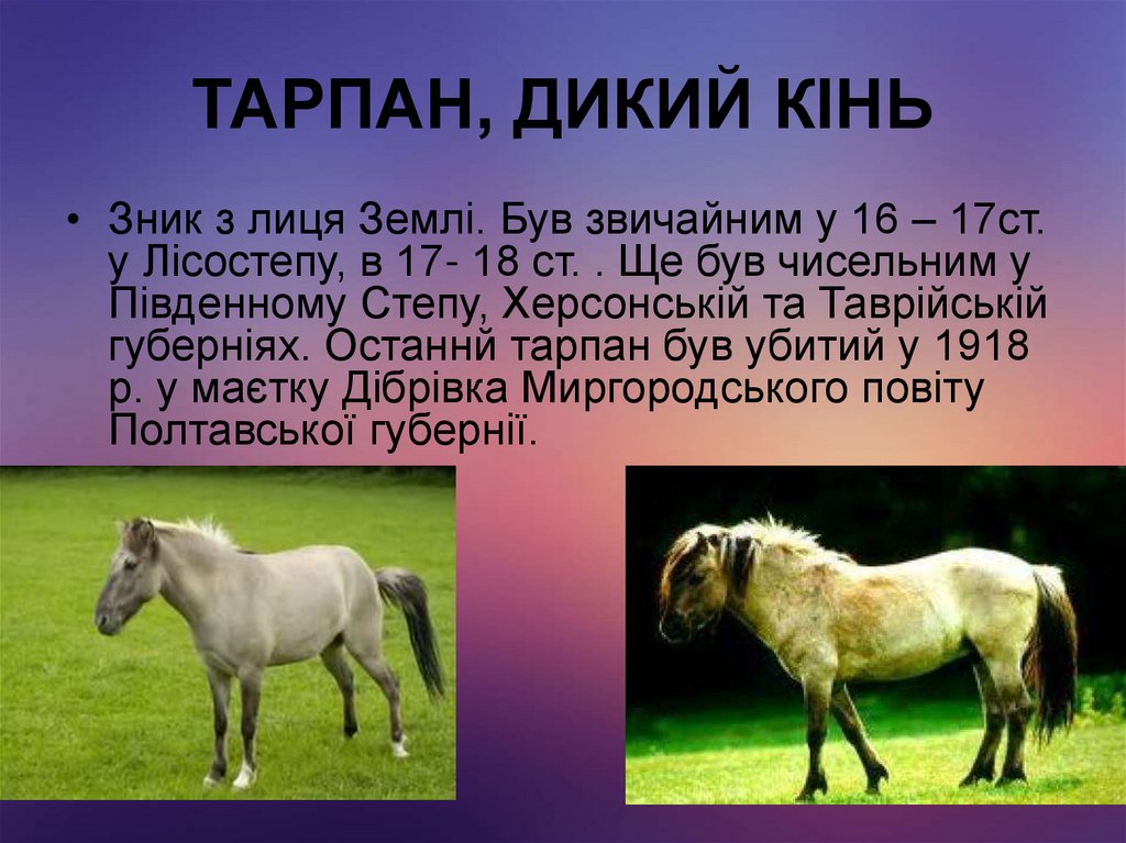 ТАРПАН, ДИКИЙ КІНЬ