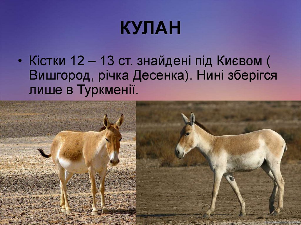 КУЛАН