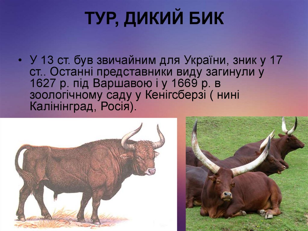 ТУР, ДИКИЙ БИК