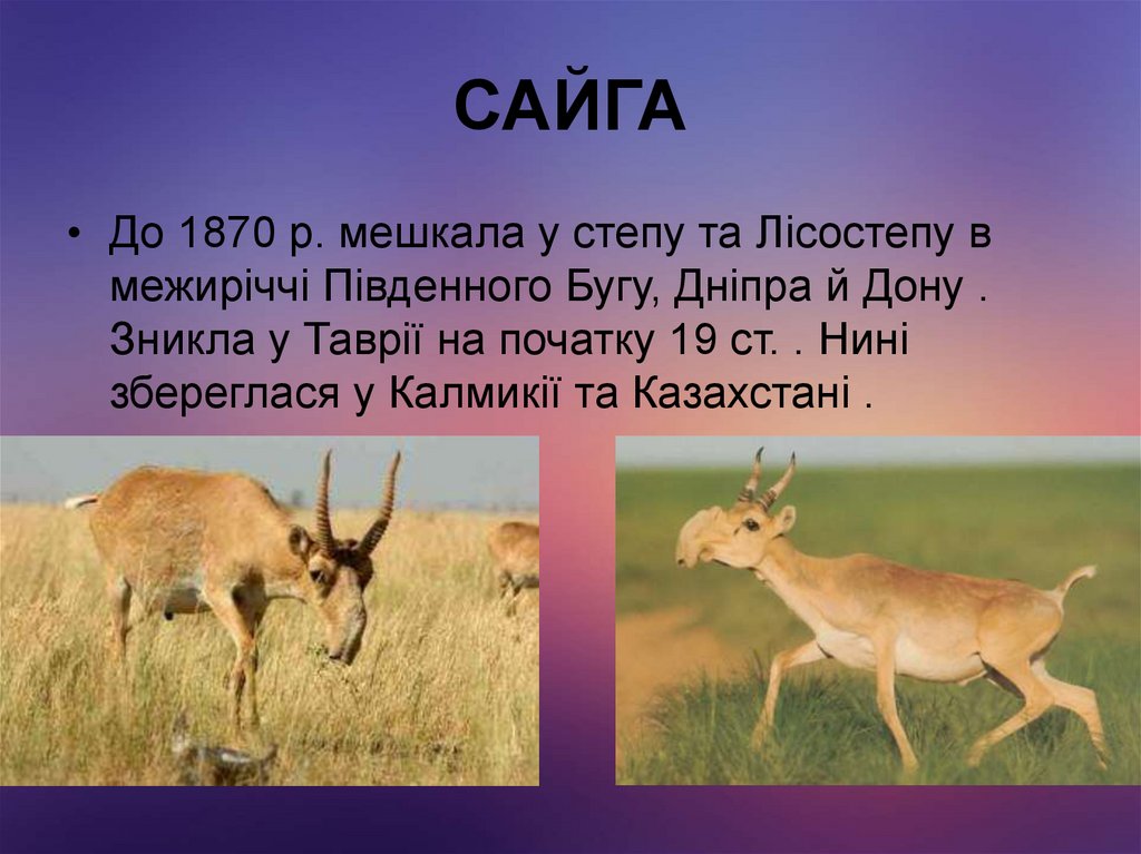 САЙГА