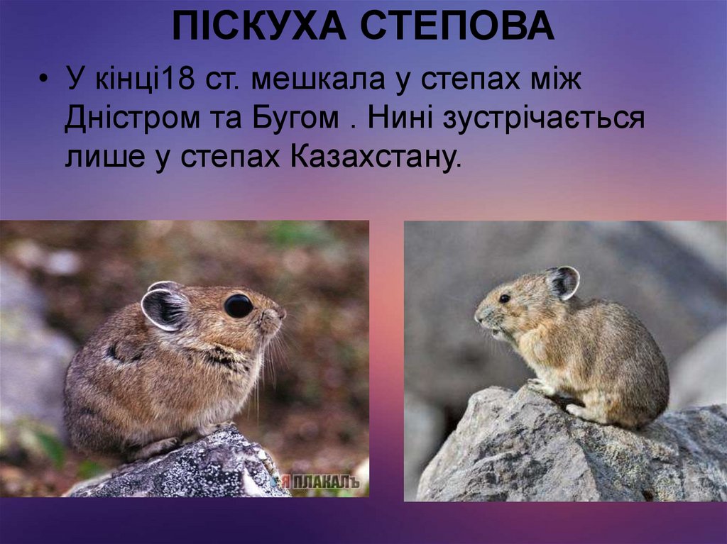 ПІСКУХА СТЕПОВА