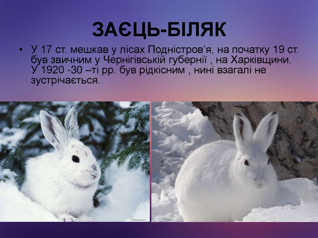 ЗАЄЦЬ-БІЛЯК