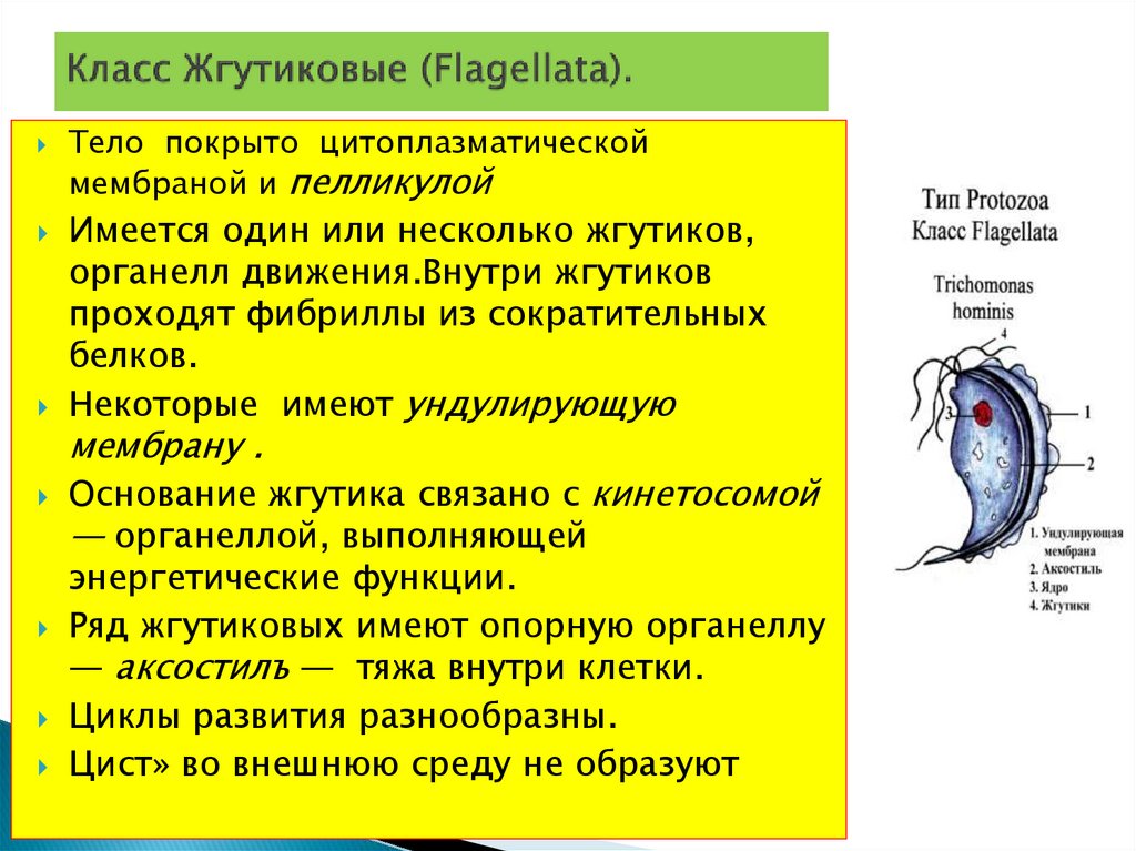 Класс Жгутиковые (Flagellata).