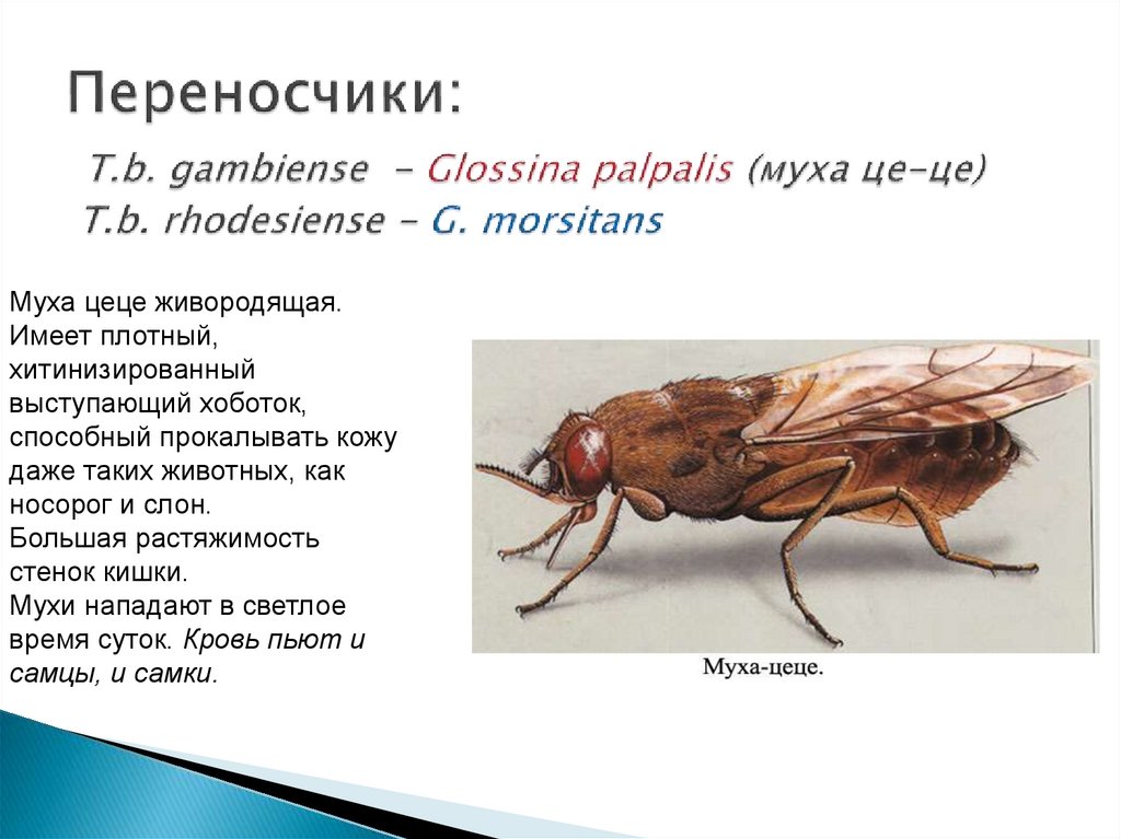 Переносчики: T.b. gambiense - Glossina palpalis (муха це-це) T.b. rhodesiense - G. morsitans