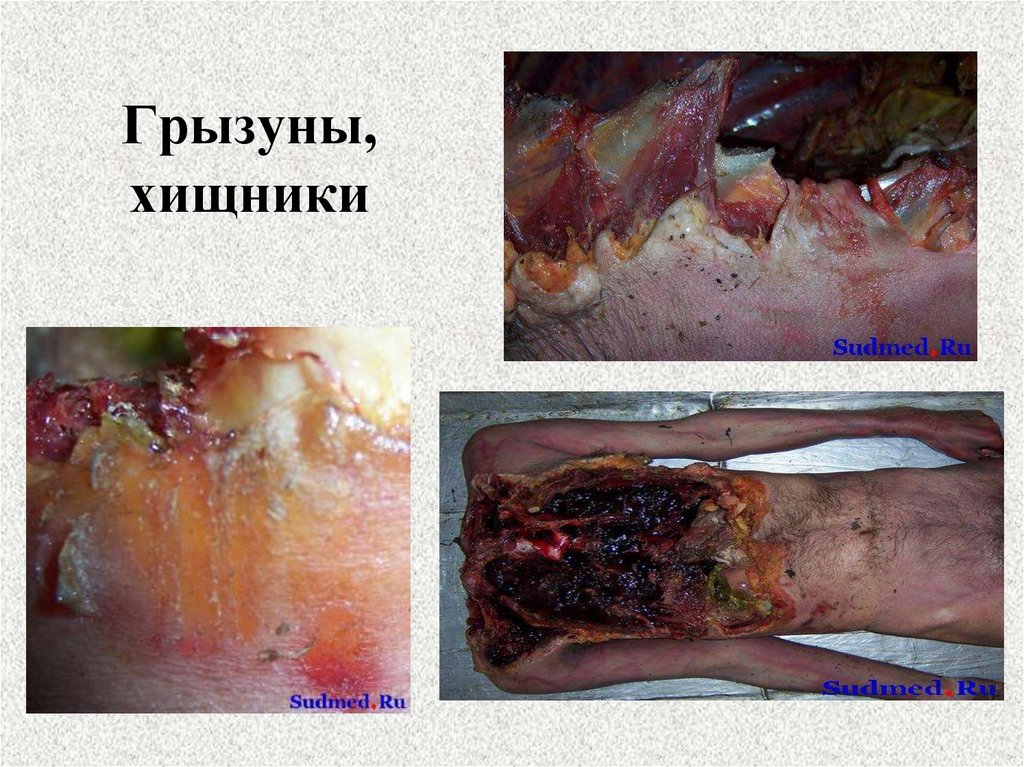 Грызуны, хищники