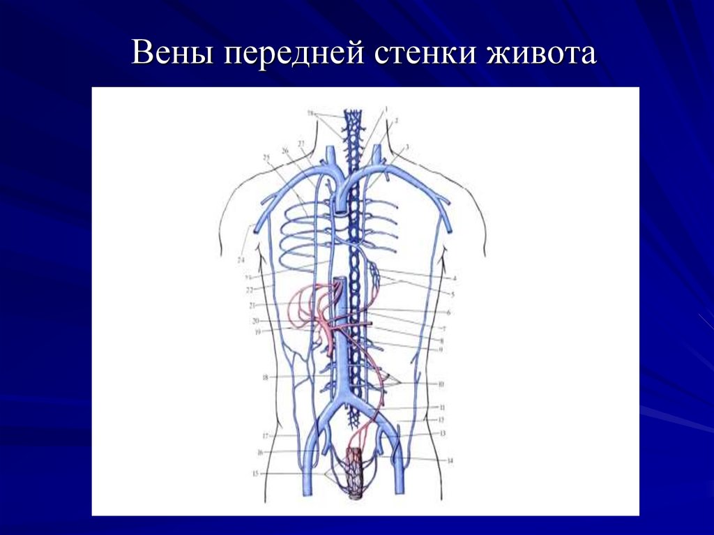 Вены передней стенки живота