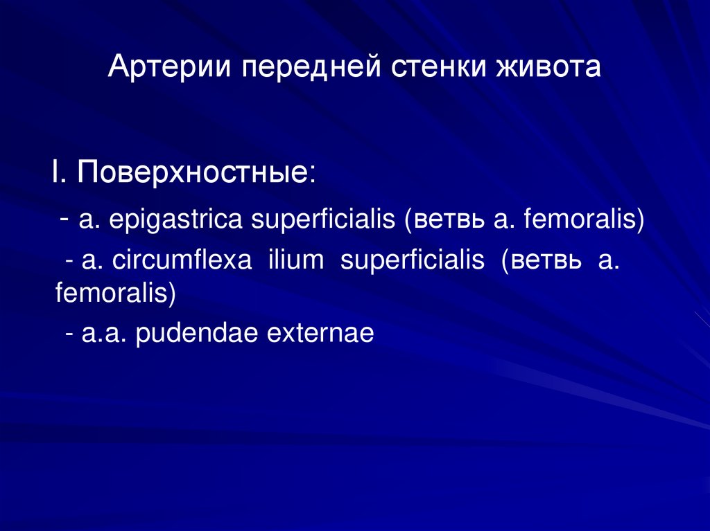 Артерии передней стенки живота