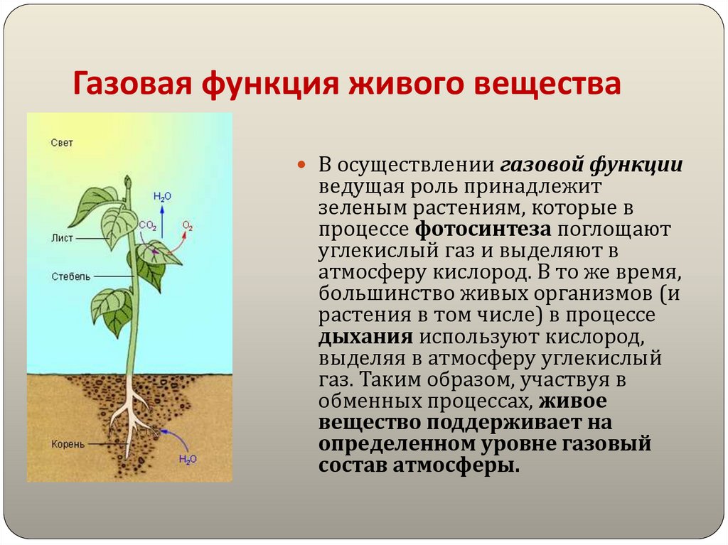 Газовая функция живого вещества