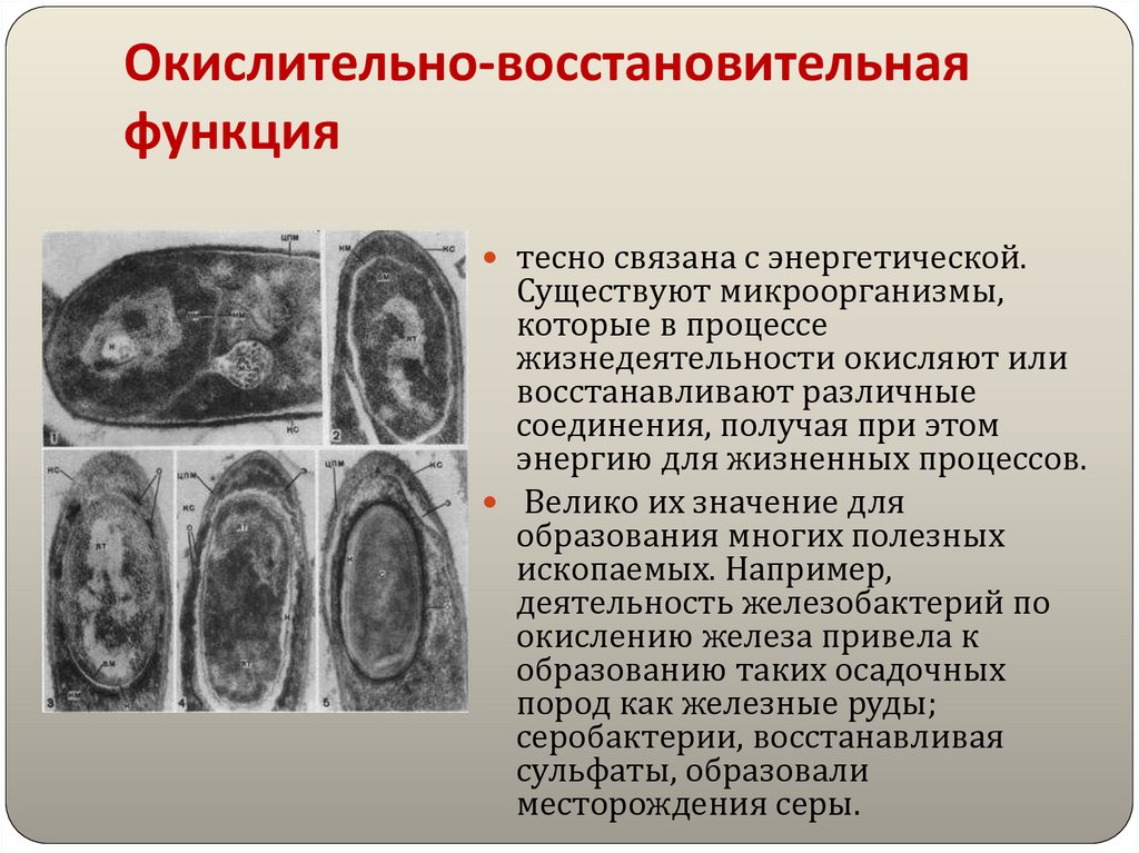 Окислительно-восстановительная функция