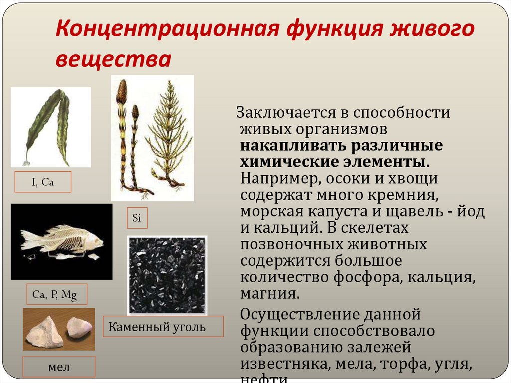 Концентрационная функция живого вещества